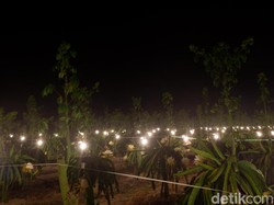 Buah Naga dan Manggis di Jawa Timur Siap Diekspor ke China