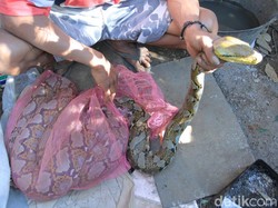 Warga Tangkap 2 Ular Piton di Aliran Sungai Citarum