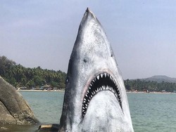 Ada Hiu yang Jadi Objek Selfie di India