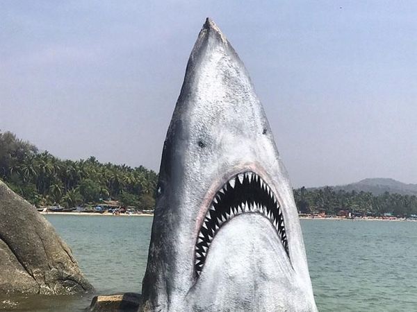 Foto: Hiu di India Jadi Sasaran Foto