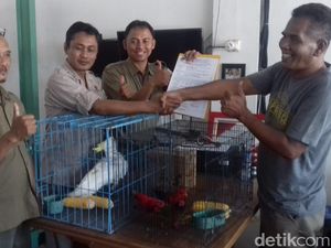 BBKSDA Jabar Amankan 6 Satwa Dilindungi dari Taman Wisata Jempol Cirebon BBKSDA Jabar Amankan 6 Satwa Dilindungi dari Taman Wisata Jempol Cirebon