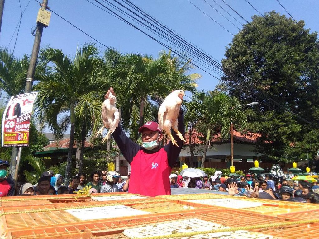 Bagi-bagi Ayam Gratis, Peternak: Daripada Rugi Dipikul Sendiri Bagi-bagi Ayam Gratis, Peternak: Daripada Rugi Dipikul Sendiri