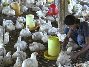 Bibit Ayam Dikurangi, Harga di Tingkat Peternak Diklaim Membaik