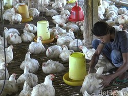 Bagaimana Cara Selamatkan Peternak Ayam dari Krisi Corona?