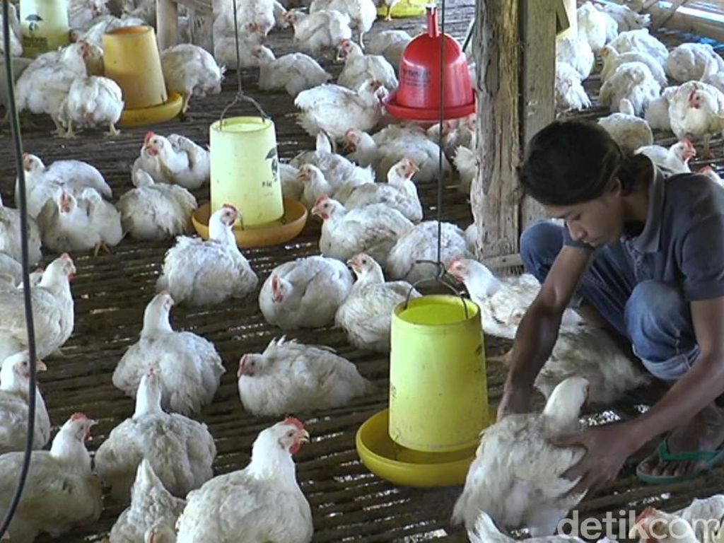 Janji Pemerintah ke Peternak untuk Stabilkan Harga Ayam Janji Pemerintah ke Peternak untuk Stabilkan Harga Ayam