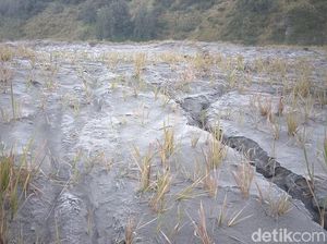 Suguhan Embun Beku di Gunung Bromo Gugah Wisatawan Berdatangan