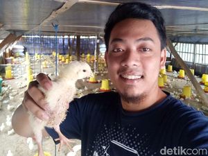 Peternak di Kediri Pilih Bagikan Ribuan Ayam ke Warga Karena Faktor Ini