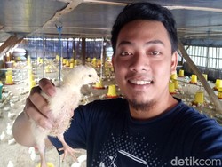 Peternak di Kediri Pilih Bagikan Ribuan Ayam ke Warga Karena Faktor Ini