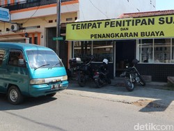 Di Garut Ada Tempat Penitipan Suami Sekaligus Penangkaran Buaya Lho!