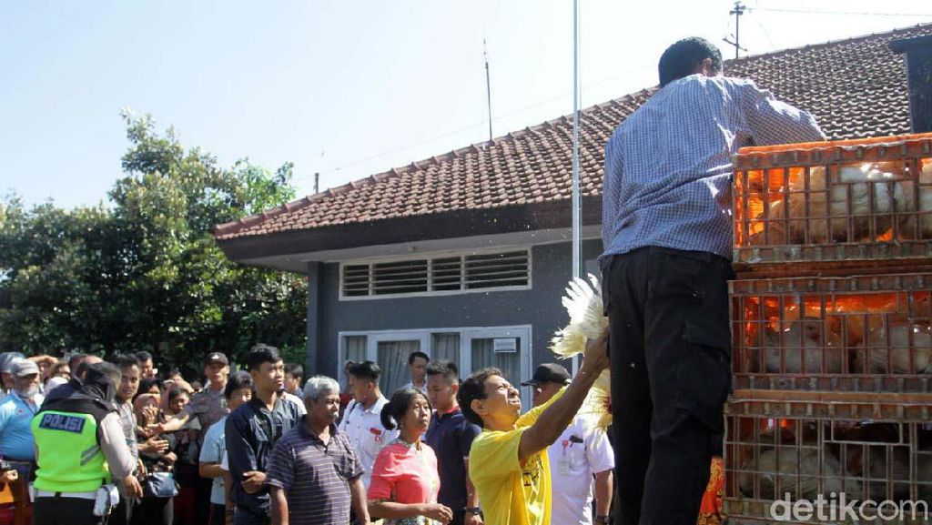 Duh! Harga Ayam Anjlok, Peternak Pilih Bagi-bagi Gratis Duh! Harga Ayam Anjlok, Peternak Pilih Bagi-bagi Gratis
