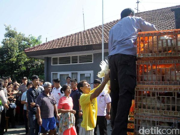 Duh! Harga Ayam Anjlok, Peternak Pilih Bagi-bagi Gratis