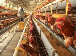 Jurus Kementan Pulihkan Anjloknya Harga Ayam Jurus Kementan Pulihkan Anjloknya Harga Ayam