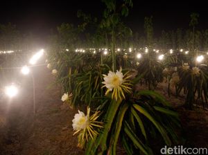 Di Bulan Tanpa Huruf R, Buah Naga Butuh Sinar Lampu untuk Berbunga?