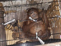 Diserahkan ke BBKSDA Riau, Begini Kondisi Orang Utan yang Gagal Diselundupkan