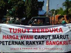 Curhat Harga Ayam Anjlok, Peternak: Rumah, Ruko, Mobil Saya Jual