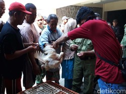 Harga Jatuh, Ribuan Ayam Dibagikan Gratis di Semarang