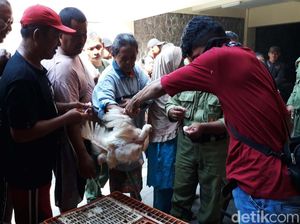 Pengumuman! Ayam Pejantan Dijual Murah Pengumuman! Ayam Pejantan Dijual Murah