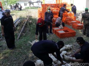 Pemprov Jateng Kejar Peternak Ilegal, Diduga Picu Harga Ayam Anjlok