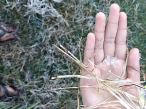 Embun Upas Semeru Sedap Dipandang Namun Bahaya Jika Dipegang