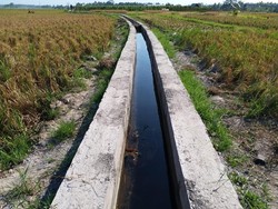 Kementan Siapkan Tim Tangani Kekeringan di Lahan Pertanian