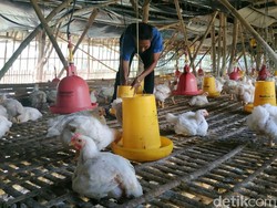 Dinas Peternakan Jatim Turun Tangan Atasi Anjloknya Harga Ayam