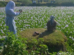 Tahu Nggak, Eceng Gondok Bisa Mekar Secantik Ini