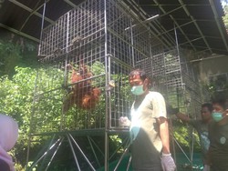 3 Orang Utan dari Riau yang Gagal Diselundupkan Dipindah ke Sumut