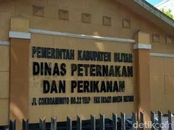 Saran Dinas Peternakan Blitar untuk Peternak Saat Harga Ayam Anjlok