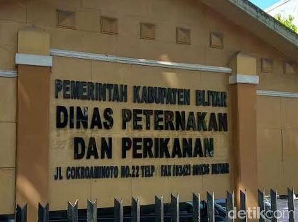 Saran Dinas Peternakan Blitar untuk Peternak Saat Harga Ayam Anjlok Saran Dinas Peternakan Blitar untuk Peternak Saat Harga Ayam Anjlok