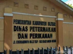 Saran Dinas Peternakan Blitar untuk Peternak Saat Harga Ayam Anjlok Saran Dinas Peternakan Blitar untuk Peternak Saat Harga Ayam Anjlok
