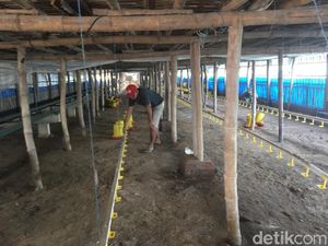 Peternak di Mojokerto Libur Sementara Pasca Harga Ayam Anjlok