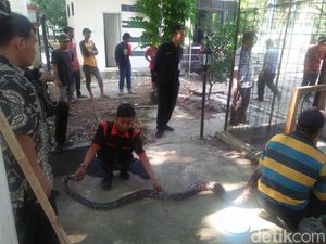 Ular Sanca 3,5 Meter Ditemukan di Pendopo Lama Gubernur Banten