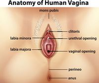 Kenali Bentuk Vulva pada Miss V yang Sehat Yuk, Bun