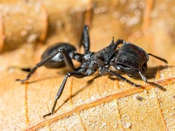 10 Semut Terbesar di Dunia, Hidup di Wilayah Negara Mana Saja?