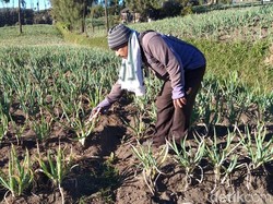 Duh, Kebun Petani di Kawasan Bromo Rusak Gegara Embun Upas