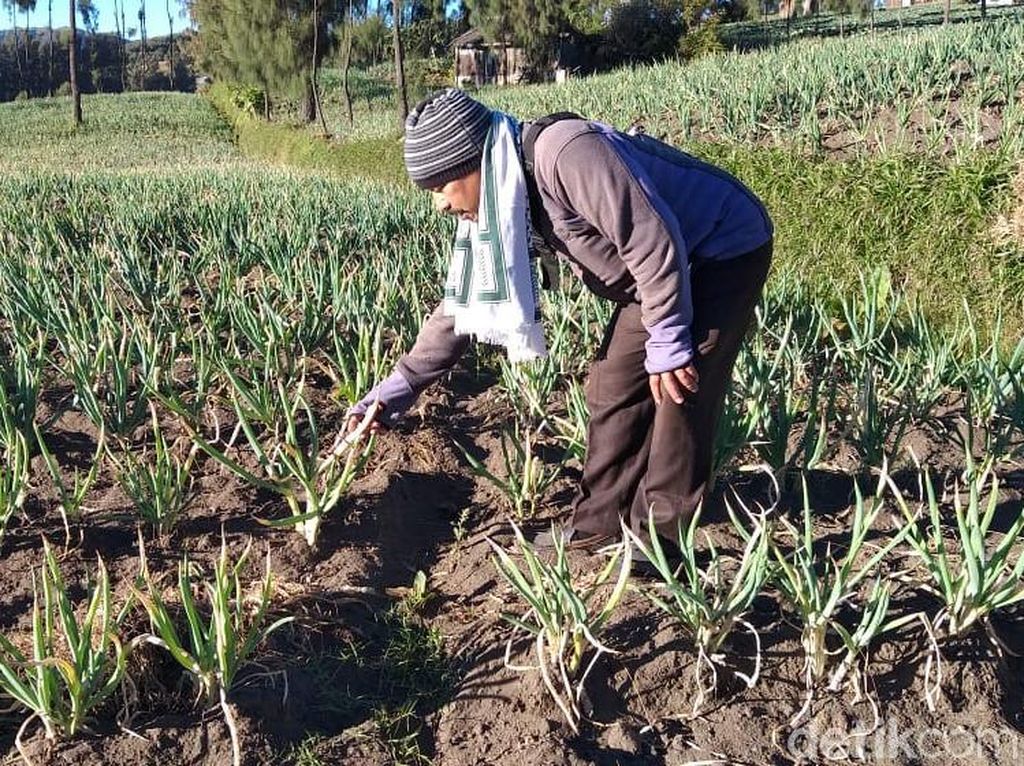 Di Kawasan Gunung Bromo, Embun Upas Mulai Rusak Kebun Sayur Warga Di Kawasan Gunung Bromo, Embun Upas Mulai Rusak Kebun Sayur Warga
