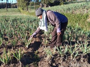 Di Kawasan Gunung Bromo, Embun Upas Mulai Rusak Kebun Sayur Warga Di Kawasan Gunung Bromo, Embun Upas Mulai Rusak Kebun Sayur Warga
