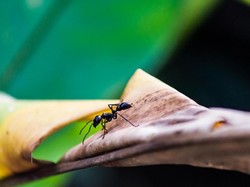 Hewan Ternyata Juga Punya Naluri Social Distancing!