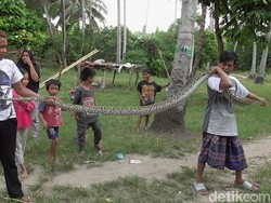 Kerap Mangsa Ternak, Ular Piton Raksasa Ditangkap Warga