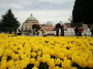 Bukan Belanda, Aslinya Bunga Tulip dari Negara Ini