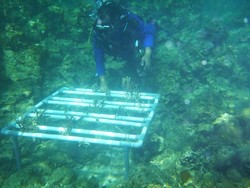 Saat Polisi Tanam Terumbu Karang di Teluk Bima NTB