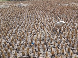BPBD Pasok Air Bersih ke Lokasi Dilanda Kekeringan di Garut
