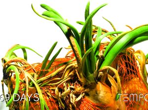 Begini Jadinya Kalau Bawang Bombay Didiamkan Selama 200 Hari