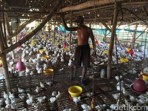 Telusuri Disparitas Harga Ayam, Kementan Terjunkan Tim ke 3 Provinsi