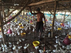 Telusuri Disparitas Harga Ayam, Kementan Terjunkan Tim ke 3 Provinsi