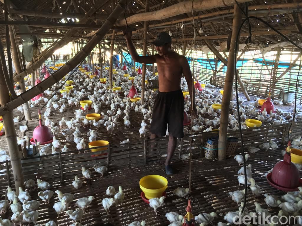 Telusuri Disparitas Harga Ayam, Kementan Terjunkan Tim ke 3 Provinsi Telusuri Disparitas Harga Ayam, Kementan Terjunkan Tim ke 3 Provinsi