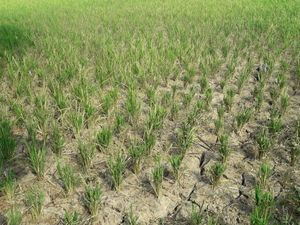 Keluh Kesah Warga Cibarusah Bekasi yang Dilanda Kekeringan