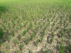 Keluh Kesah Warga Cibarusah Bekasi yang Dilanda Kekeringan