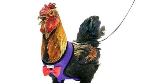 Alat Ini Ada di Amazon, Bikin Tenang Saat Jalan Bareng Ayam