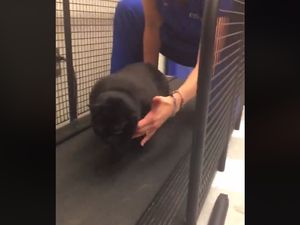 Viral! Kucing Tergemuk Ikut Program Penurunan Berat Badan